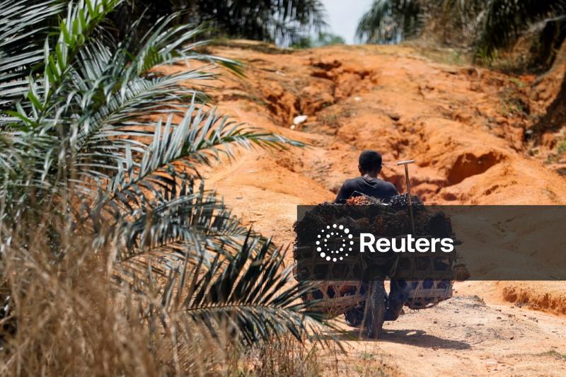 Índia eleva importação de óleo de palma em novembro e reduz compras de óleo de soja e girassol