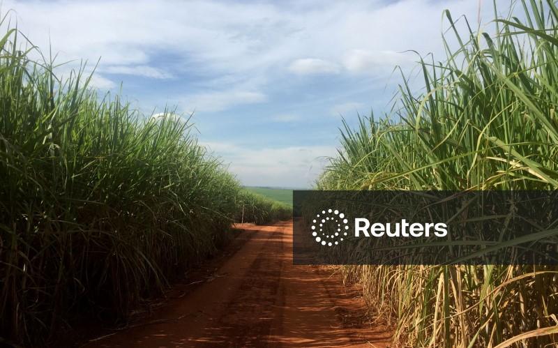 Produtividade da cana sobe 26,6% em dezembro no centro-sul, diz CTC