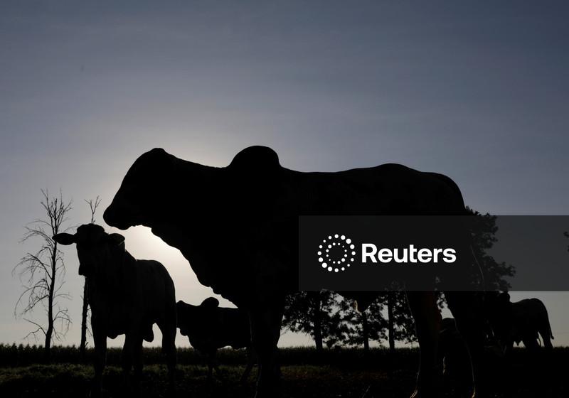 Censo mostra aumento de 16% nos confinamentos de gado no Brasil