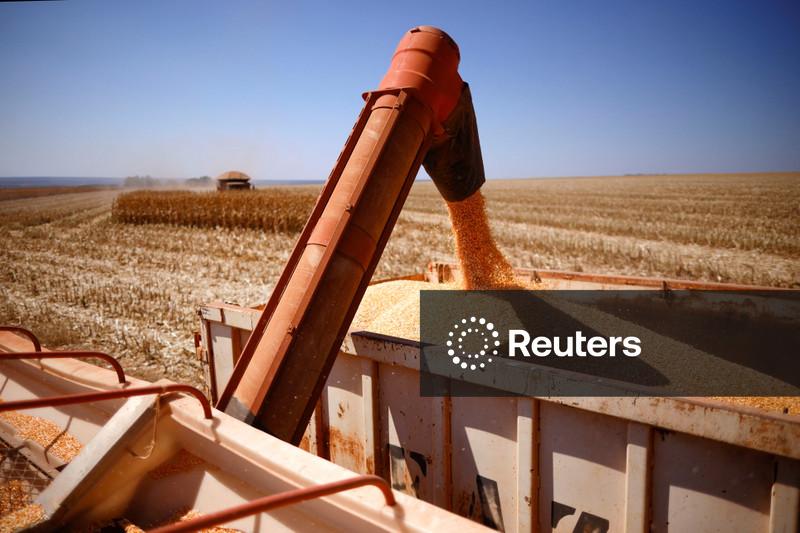 LSEG reduz projeção de safra de milho no Brasil e cita seca no Sul