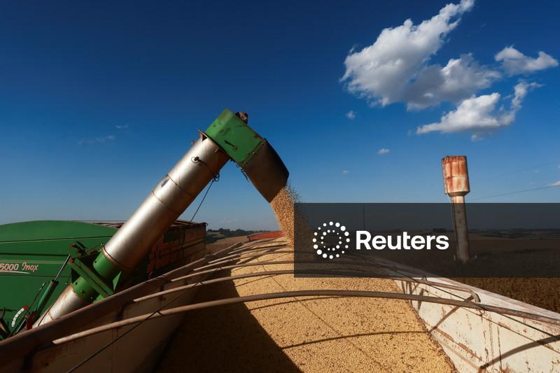 Colheita de soja do Brasil tem ritmo mais lento em 5 anos, diz AgRural
