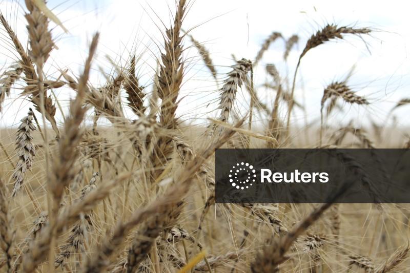 Grupo de moagem sul-coreano compra 50 mil t de trigo dos EUA, segundo operadores