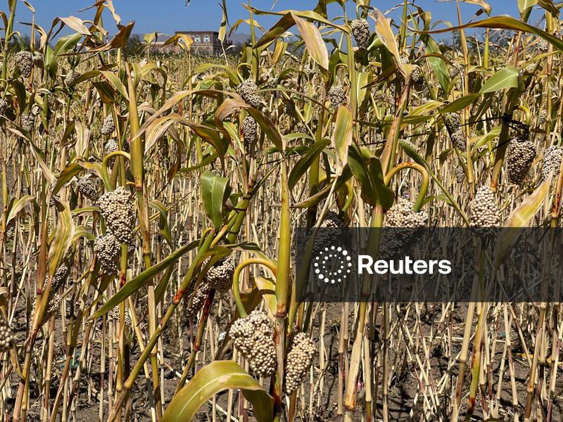 Brasil faz 1ª exportação de sorgo para China em mais de 10 anos, em um volume pequeno