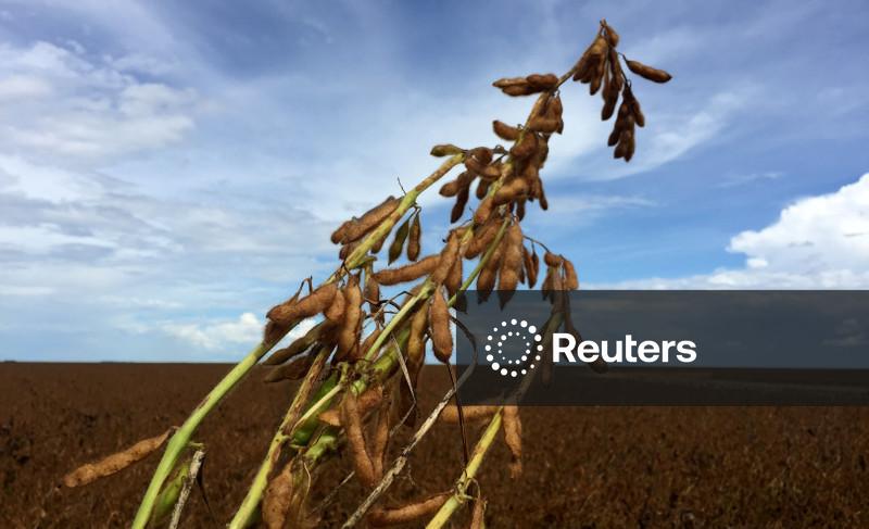 Chuvas vão se regularizar para soja do Brasil, riscos climáticos diminuem, diz Nottus