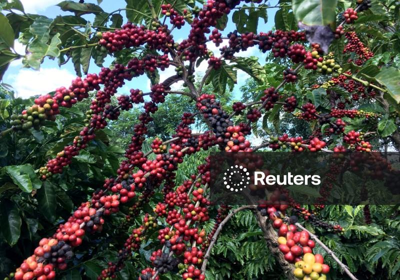 Exportação de café do Brasil cai 20% em outubro diante de tarifas dos EUA, aponta Cecafé