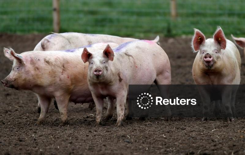 México abre investigações comerciais sobre algumas importações de carne suína dos EUA