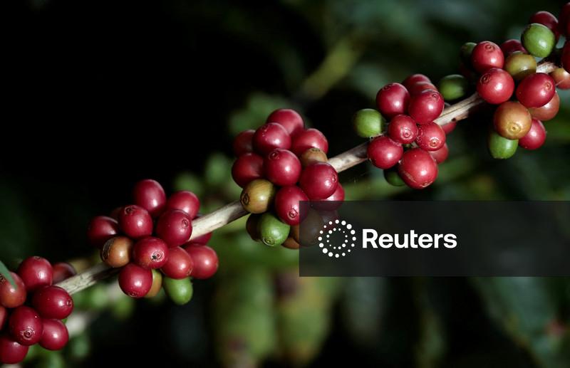 Safra de café 2026/27 do Brasil deve crescer 10%, aponta Itaú BBA