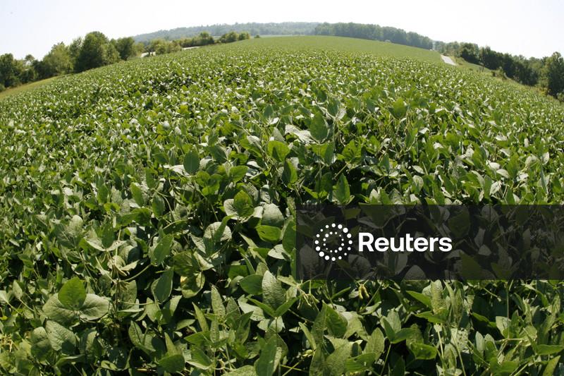 Calor intenso eleva risco para safras gaúchas, diz EarthDaily