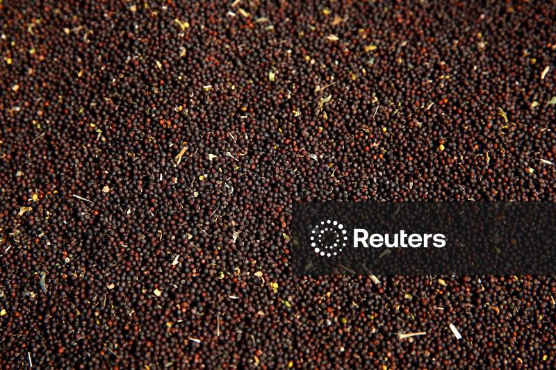 3tentos inicia processamento de canola em unidade gaúcha e vê expansão da safra