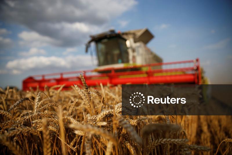 Trigo se firma em Chicago com recente queda do dólar e clima adverso