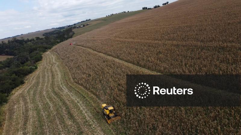 ANÁLISE-Reputação do USDA é afetada após revisões significativas na área de milho nos EUA