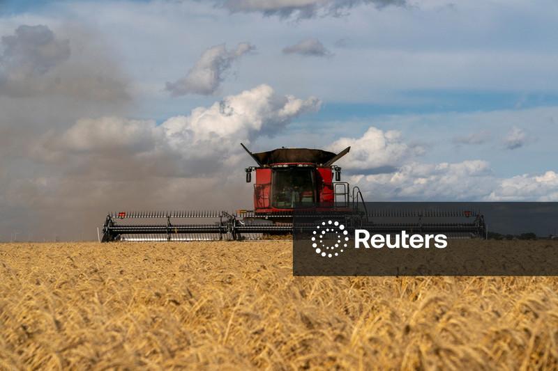 Agricultores argentinos ensacam os últimos campos de uma temporada de trigo dos sonhos