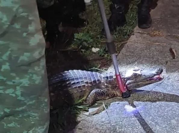 Jacaré é atropelado por moto ao tentar chegar em igarapé em Manaus