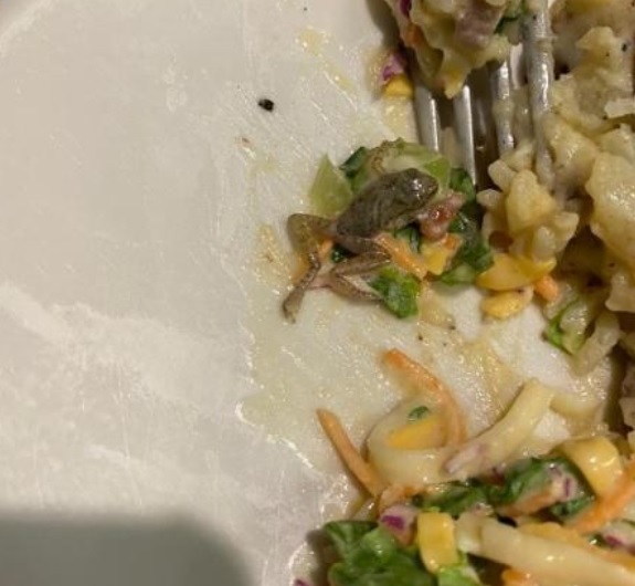 Cliente se assusta ao encontrar perereca em salada de Outback 
