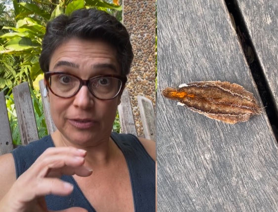 Sandra Annenberg tem alta médica após pisar em taturana:  'dor alucinante'