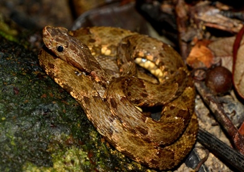 Venenos de cobra e aranha amazônicas podem ajudar a tratar câncer