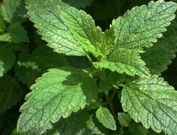 Repelente natural: Saiba quais plantas afastam mosquitos