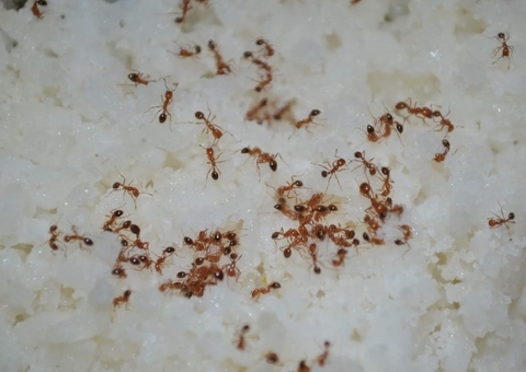 Fique livre das formigas dentro de casa com esses truques