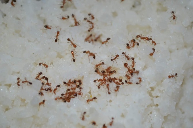 Fique livre das formigas dentro de casa com esses truques