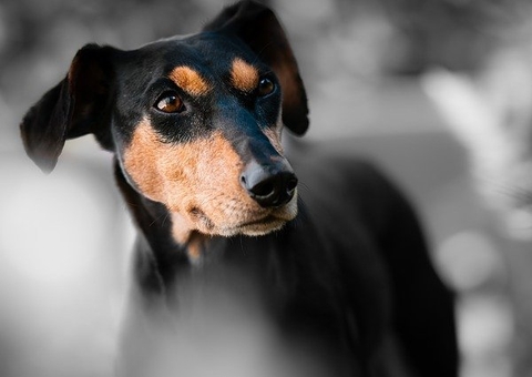 Cães podem detectar Covid-19 através do suor