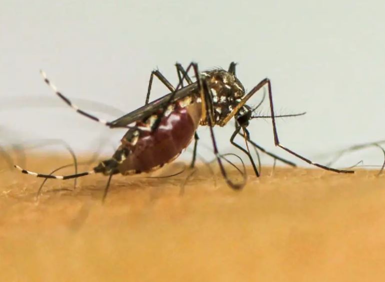 Com 6,3 milhões de casos prováveis, Brasil lidera ranking de dengue