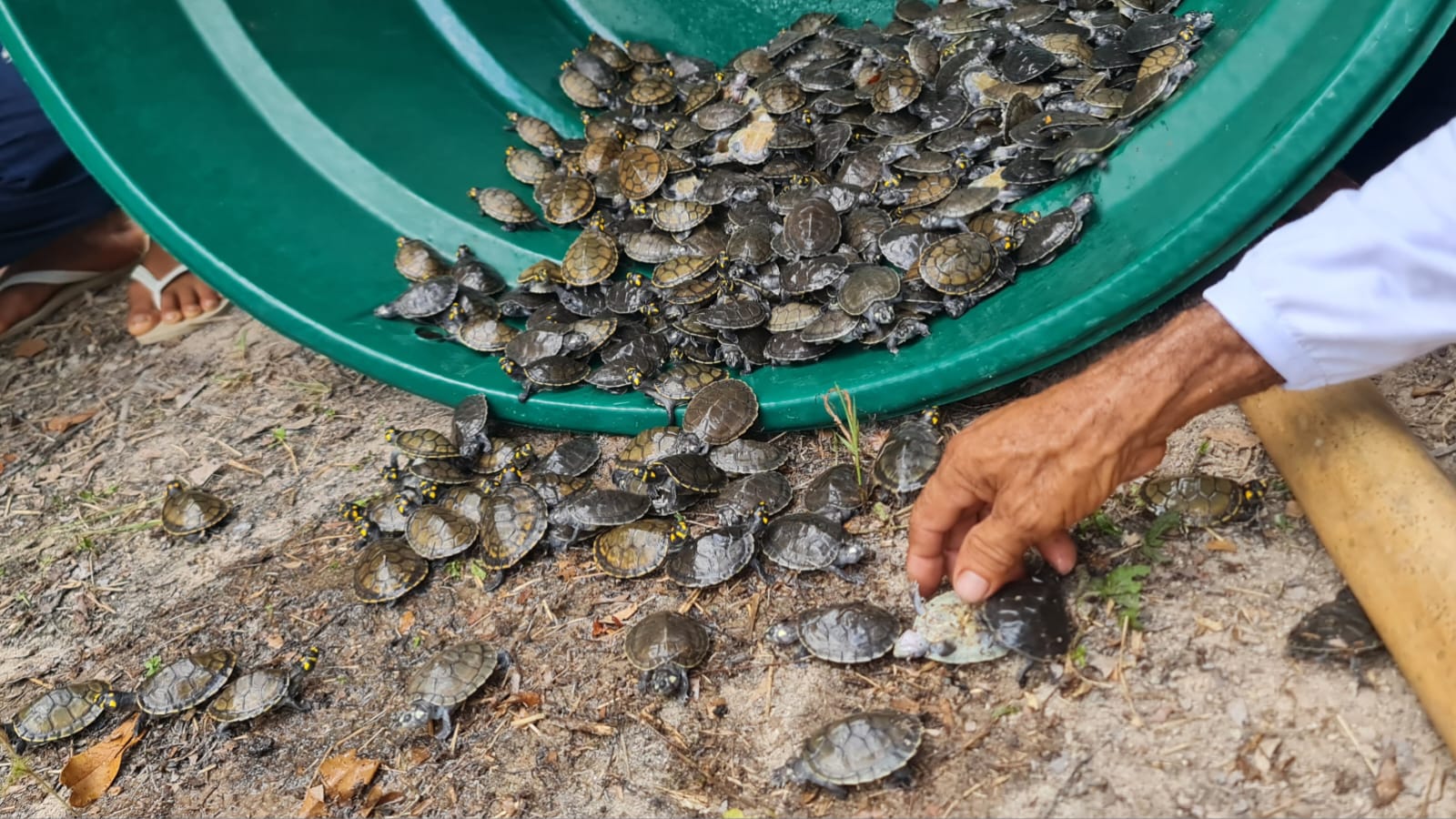 RDS Juma devolve 604 filhotes de quelônios à natureza em primeira soltura