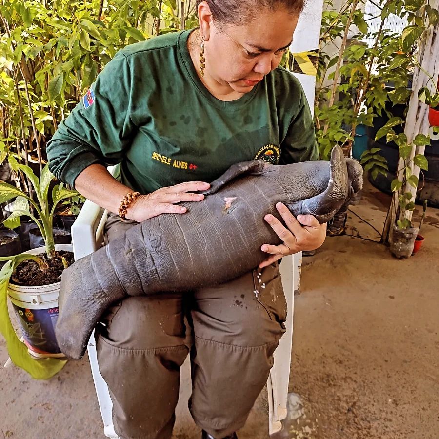 Filhote de peixe-boi é resgatado preso em rede de pesca em Urucurituba