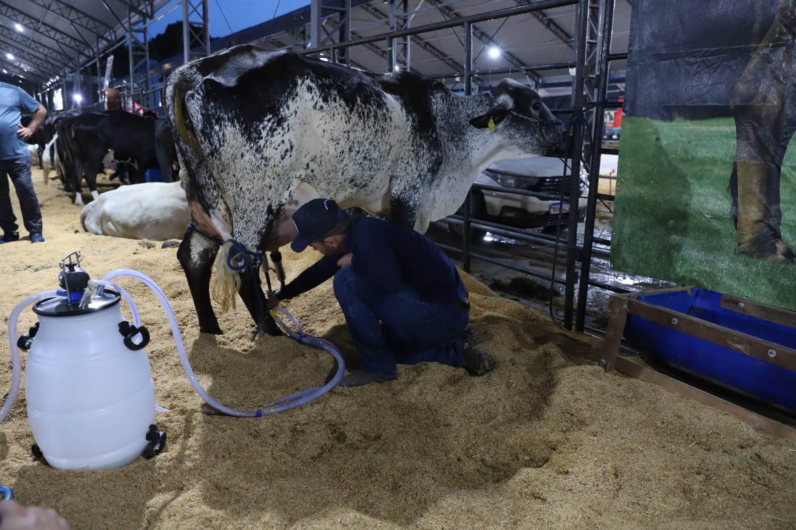 Competição de bovinos e caprinos na Expoagro 2025 vai até sábado