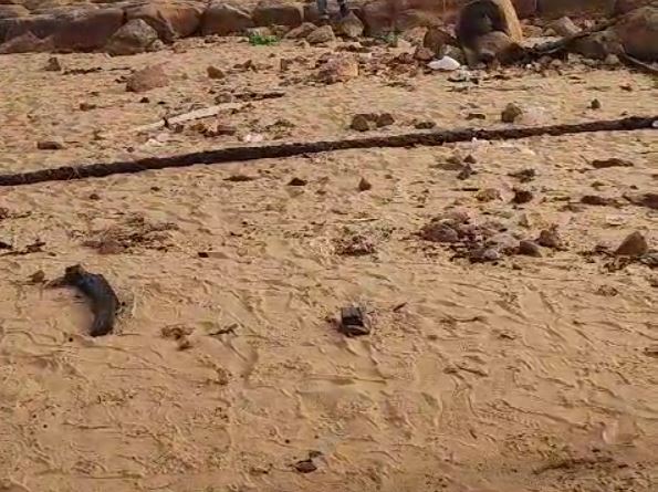 Ossada humana é encontrada às margens de rio na Feira da Manaus Moderna