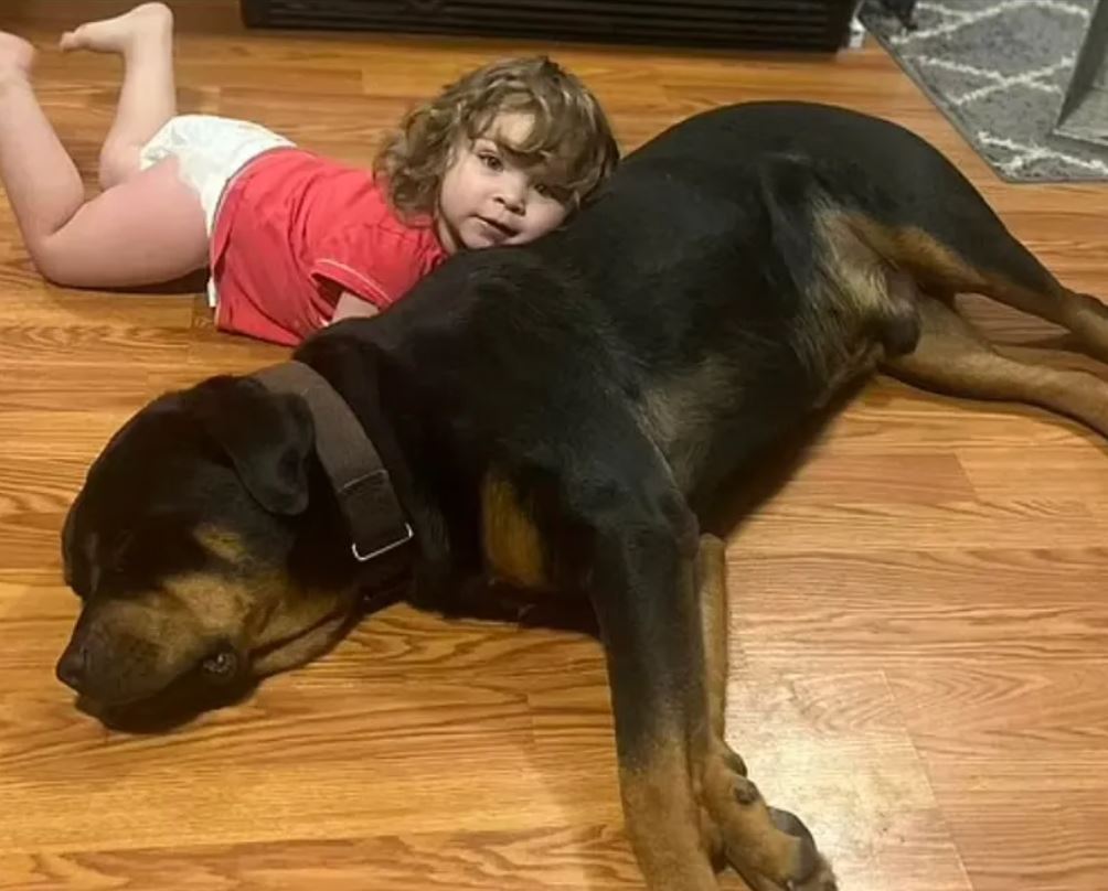 Bebê desaparece de casa e é achada dormindo com cachorro dentro de floresta