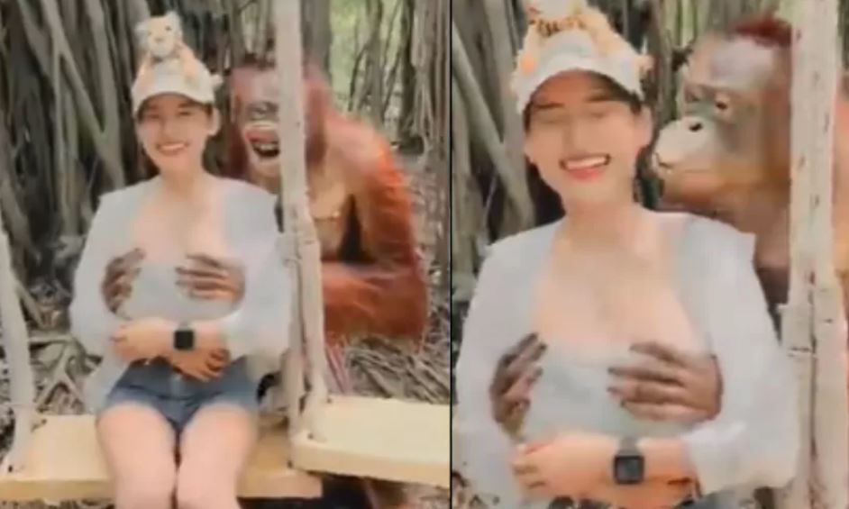 Orangotango agarra seios de turista durante foto em parque; Cena viralizou