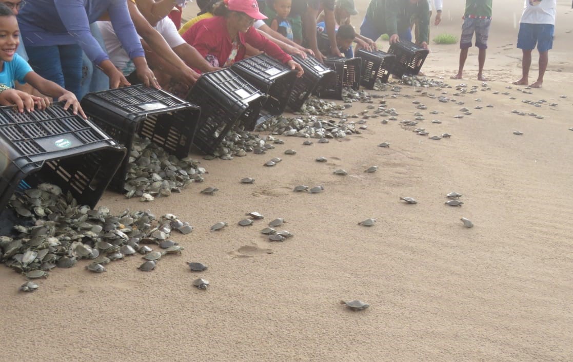 Cerca de 15 mil filhotes de quelônios são devolvidos à natureza no Amazonas
