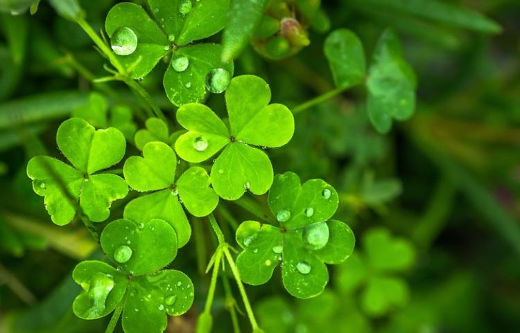 Simpatias fáceis para fazer na virada de ano e atrair amor e dinheiro