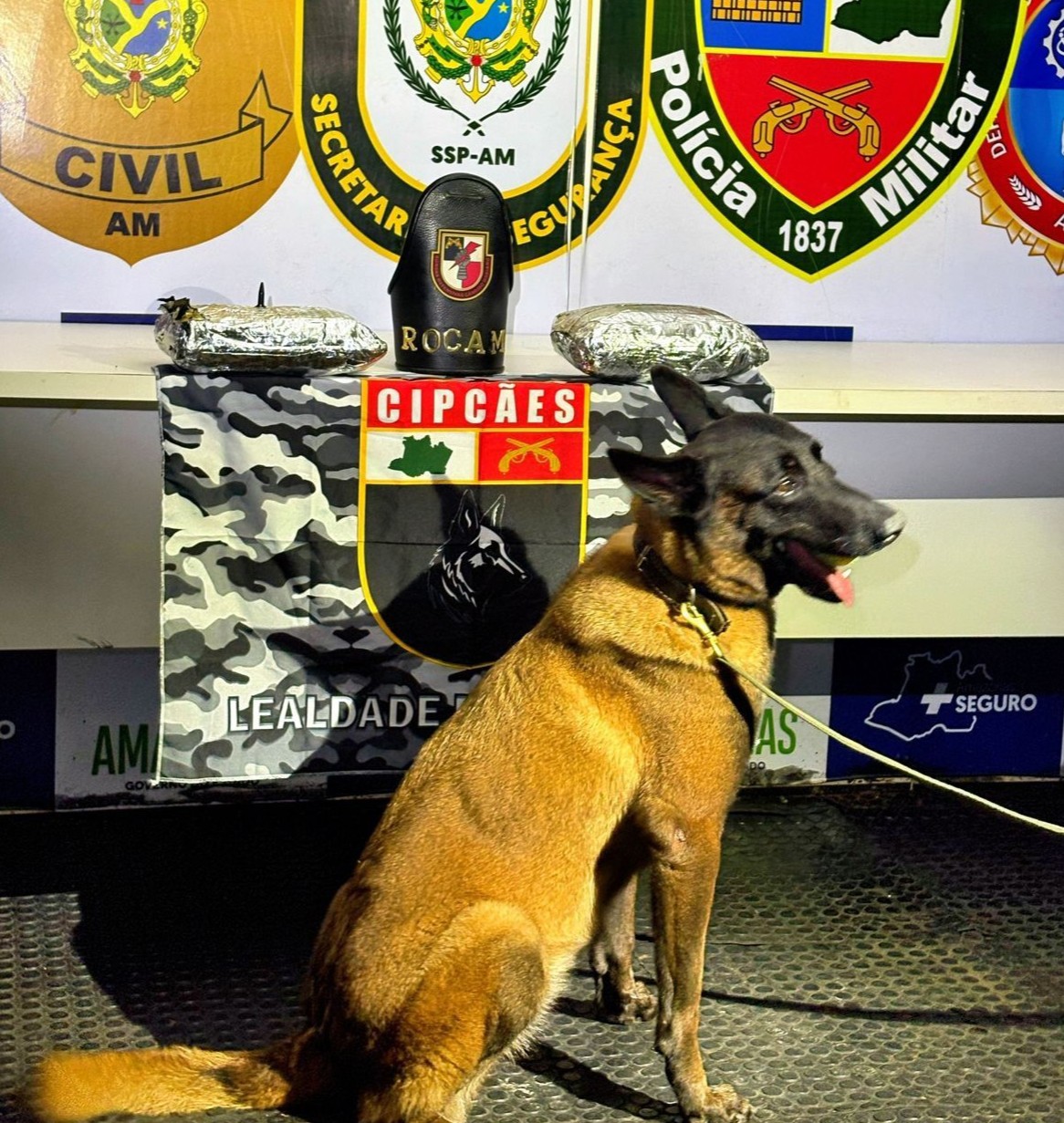 Cadela policial encontra drogas em mochila dentro de embarcação no Amazonas