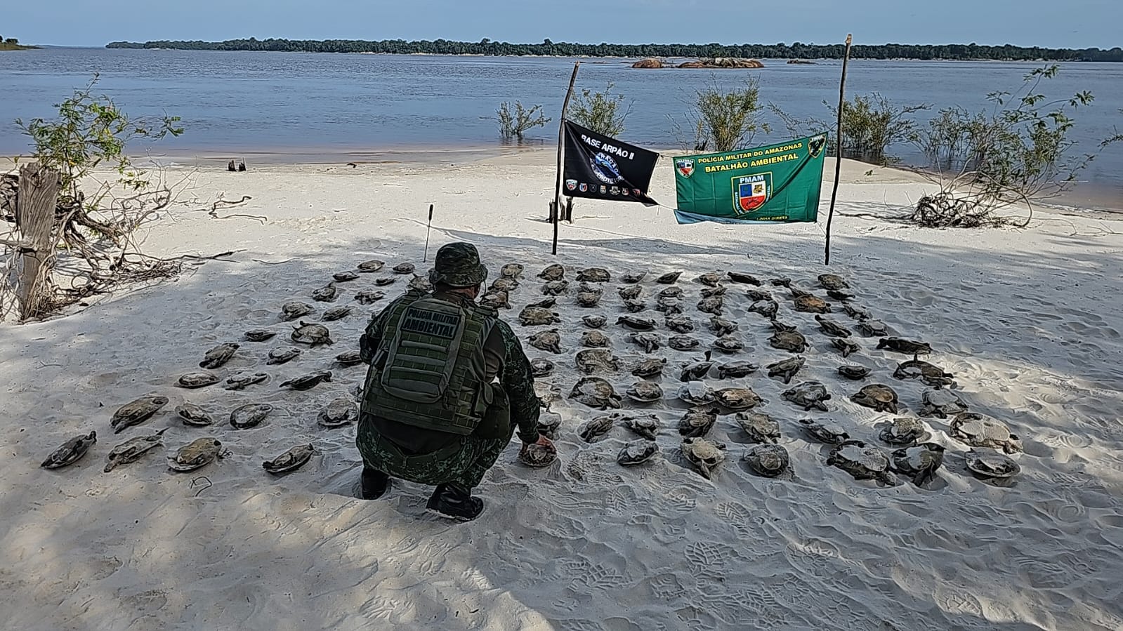 Polícia apreende mais de cem quelônios em canoa em Novo Airão