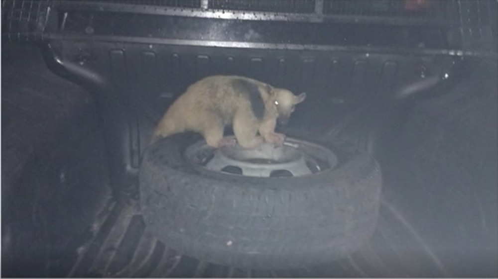 Tamanduá invade casa e dá susto em família no Amazonas