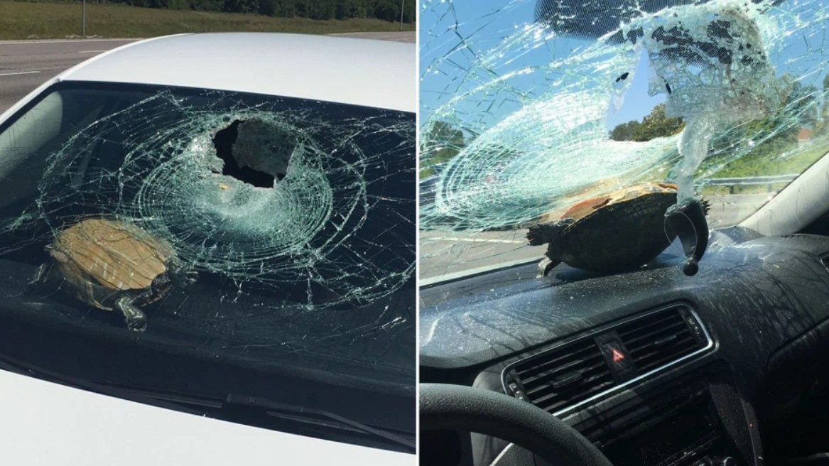 Tartaruga bate em carro e atinge passageira de 71 anos