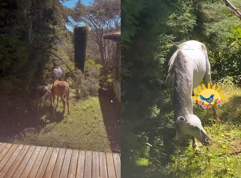 Tatá Werneck surpreende ao mostrar cavalos no quintal de casa
