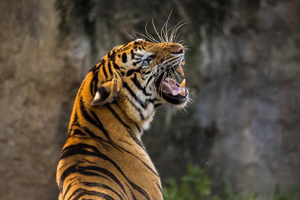 Mulher tem pulmão perfurado ao lutar com tigre para salvar bebê de ataque 