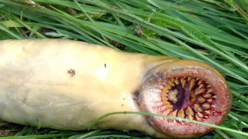 Homem encontra criatura primitiva bizarra durante pescaria