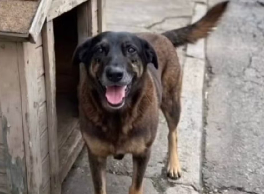 Investigação sobre morte do cão Orelha termina com um pedido de internação