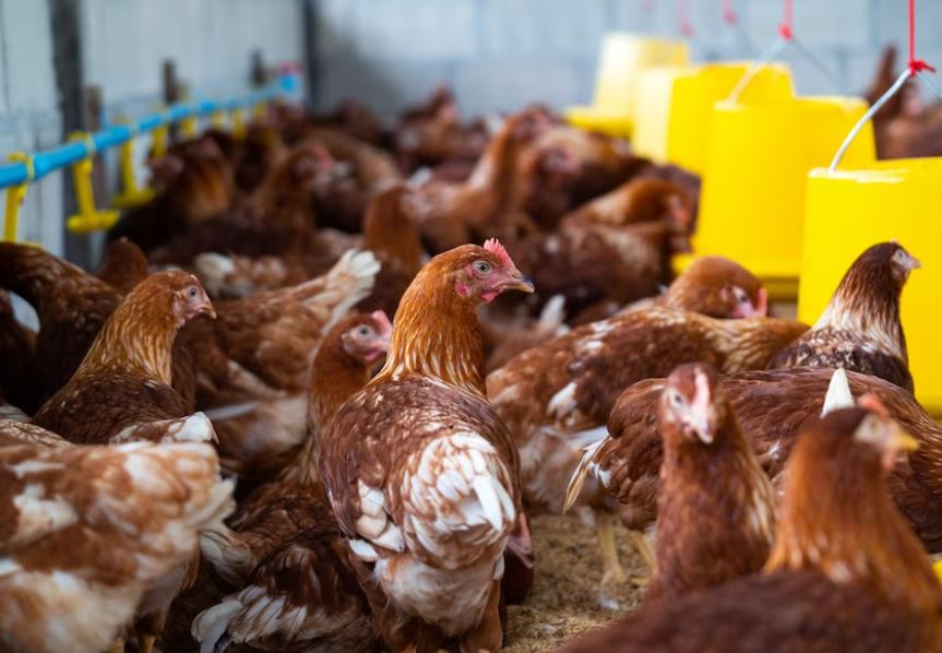 Mais dois casos de gripe aviária são confirmados no Brasil