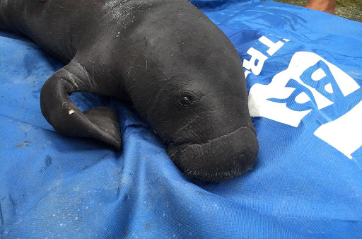 Filhote de peixe-boi é resgatado de área de caça no Amazonas