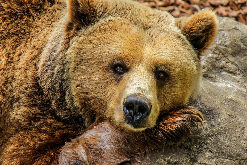 Mãe é presa por jogar bebê dentro de jaula de urso