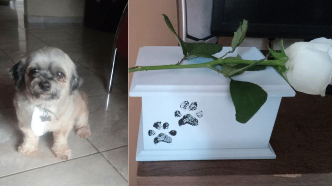 Mulher leva cão para tosa em pet shop e recebe animal de volta em cinzas