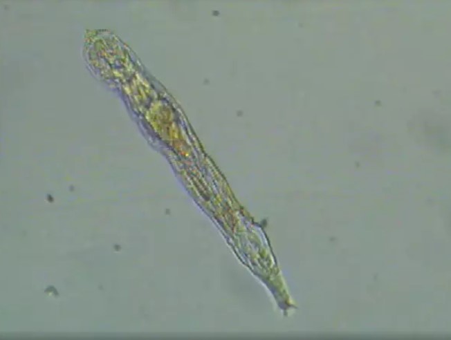 Na Sibéria, animal microscópico sobreviveu congelado por 24 mil anos