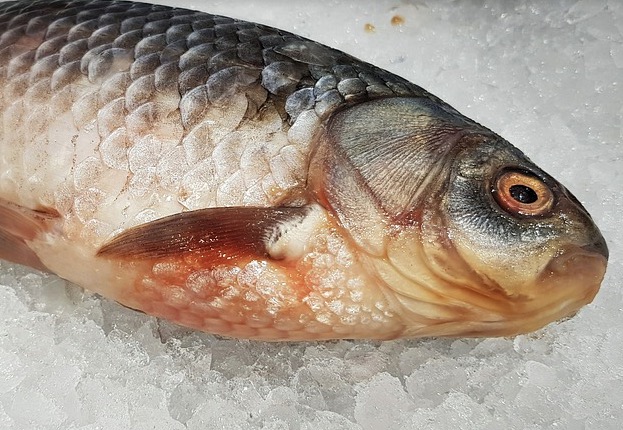 Confira cinco aspectos para considerar na compra de peixe