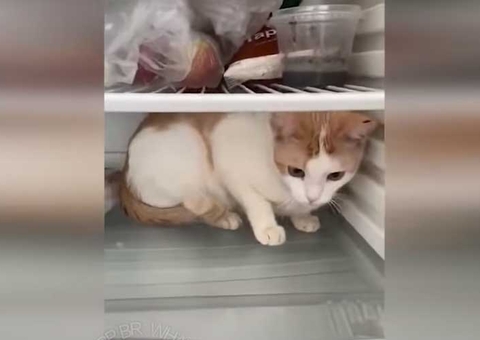 Está sobrando tempo? Divirta-se com os vídeos mais engraçados da semana 