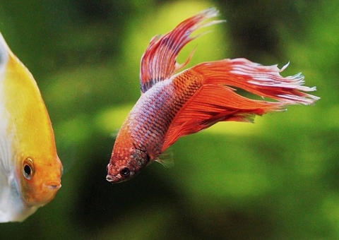 Veja verdades e mitos do Betta, o peixe 'briguento'