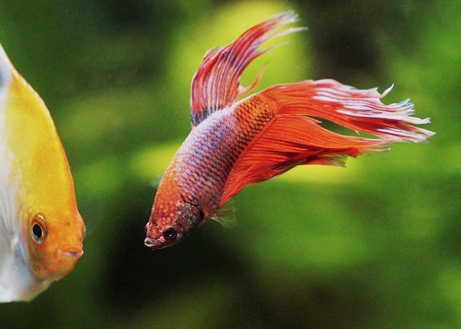 Veja verdades e mitos do Betta, o peixe 'briguento'